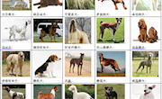 晋中市养犬重点管理区禁止饲养大型犬、烈性犬目录